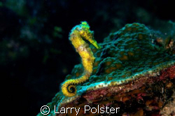 One of several seahorses in Bloody Bay Marine Park, D300,... by Larry Polster 